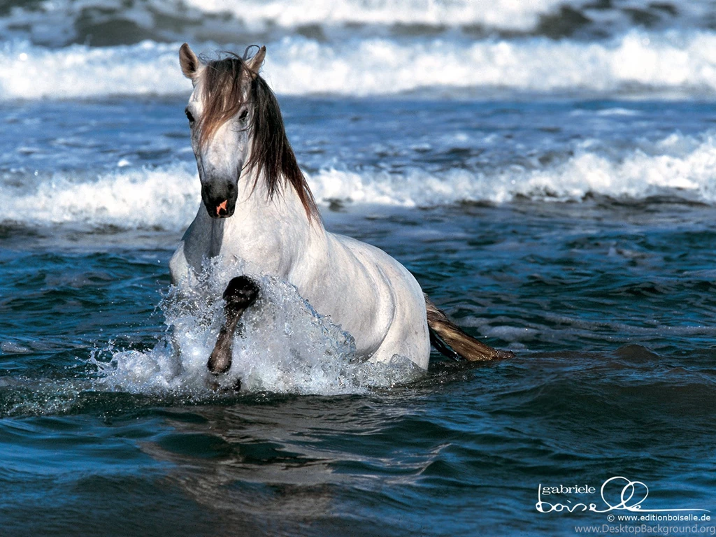 Beautiful Horse Wallpapers