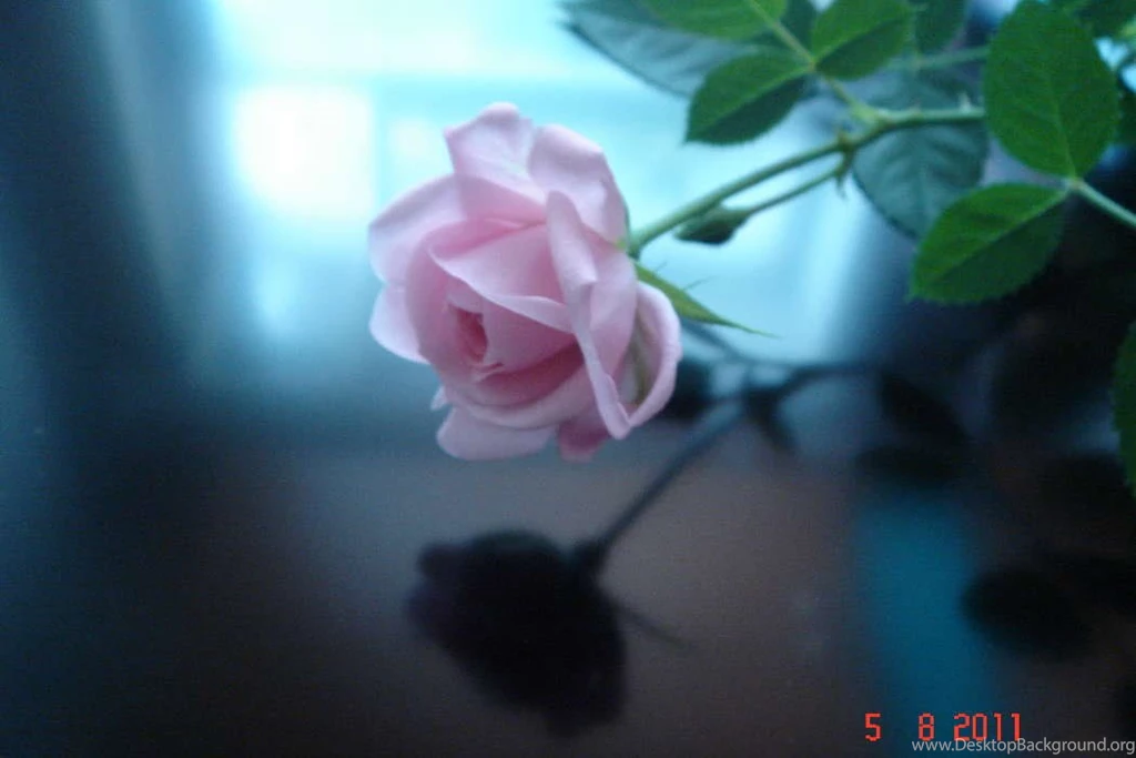 Download Mobile Wallpaper: Plants, Flowers, Roses, Free. 12599.