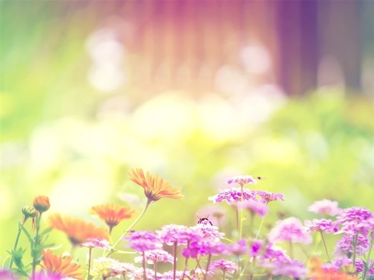 Marigold Lilac Purple Flowers Mac Wallpapers Download