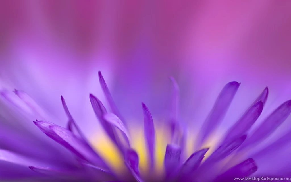 Download Wallpapers 1280x800 Flower, Petals, Lilac 1280x800 HD ...