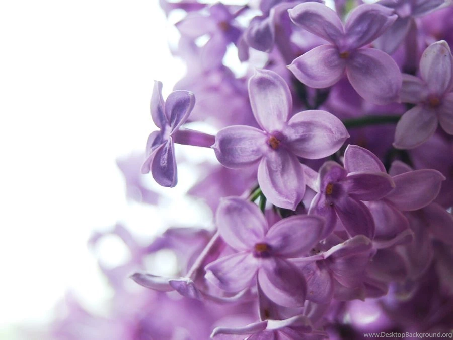 Lilac Bush Varieties Wallpaper.