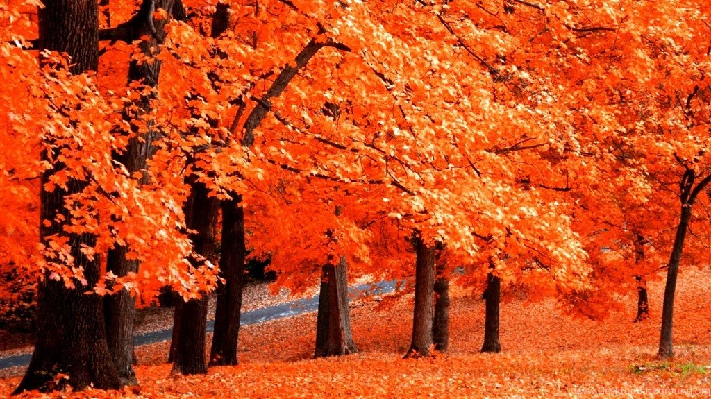 Fall Leaves Wallpapers Desktop