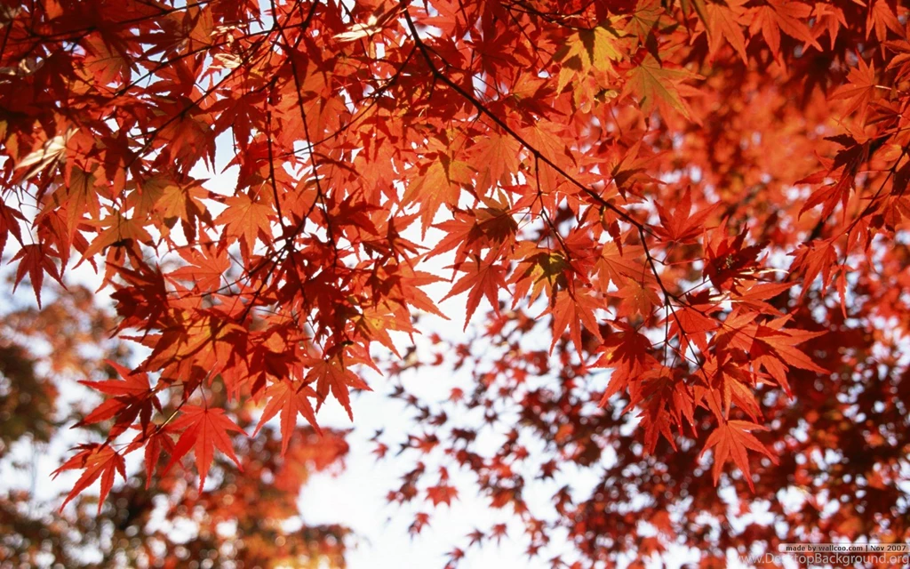 Fall Leaves Wallpapers Vivid Foliage Wallpapers 1680x1050 NO.1 ...