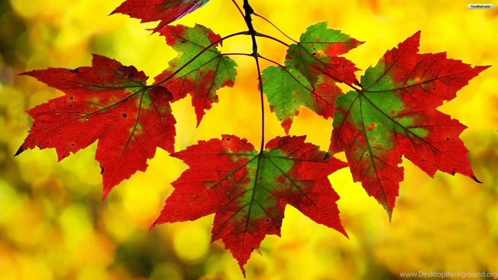 YouWall Autumn Leaves Wallpapers Wallpaper,wallpapers,free ...