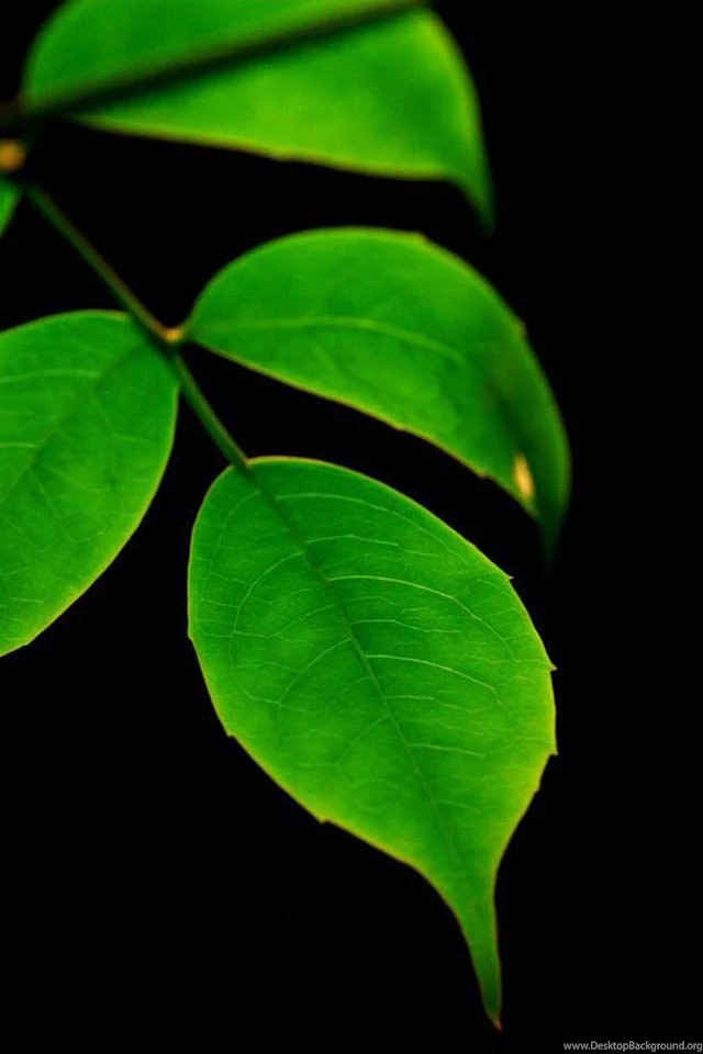 Hd Wallpapers For Phones