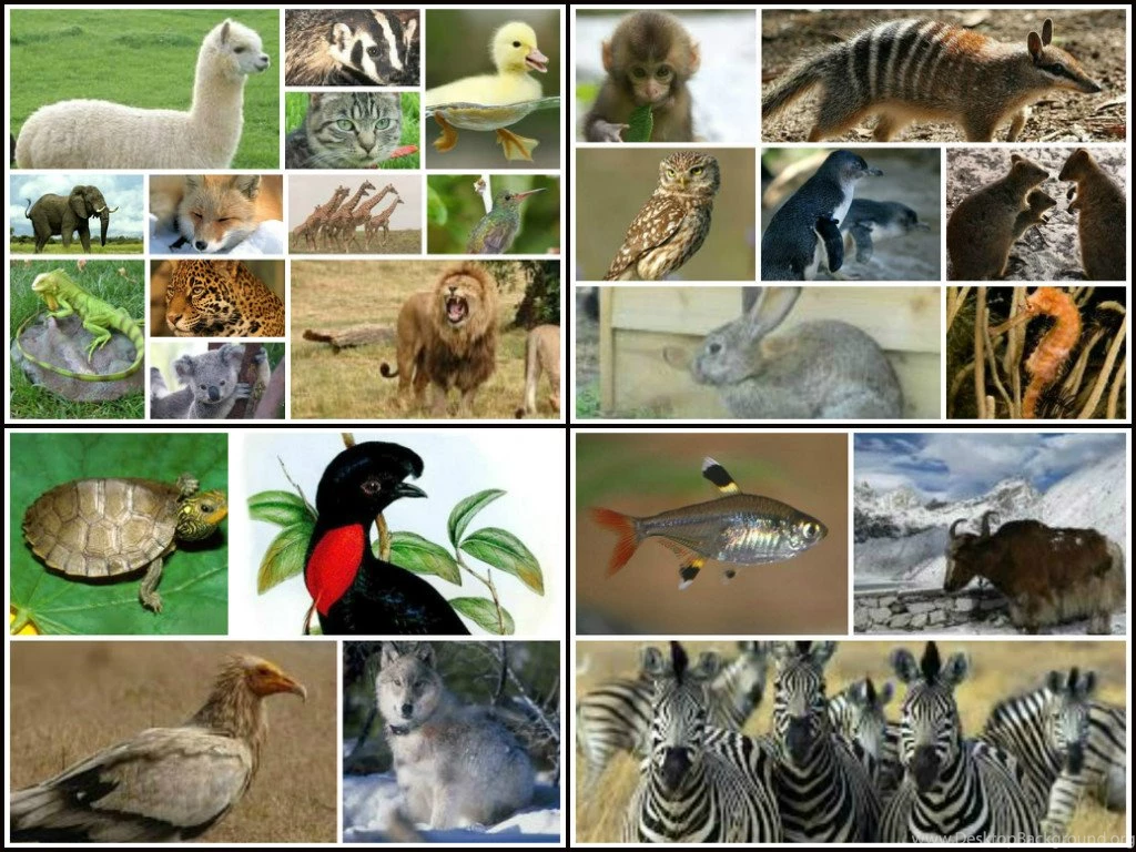 Ds106 Assignments: A Z Photo Collage