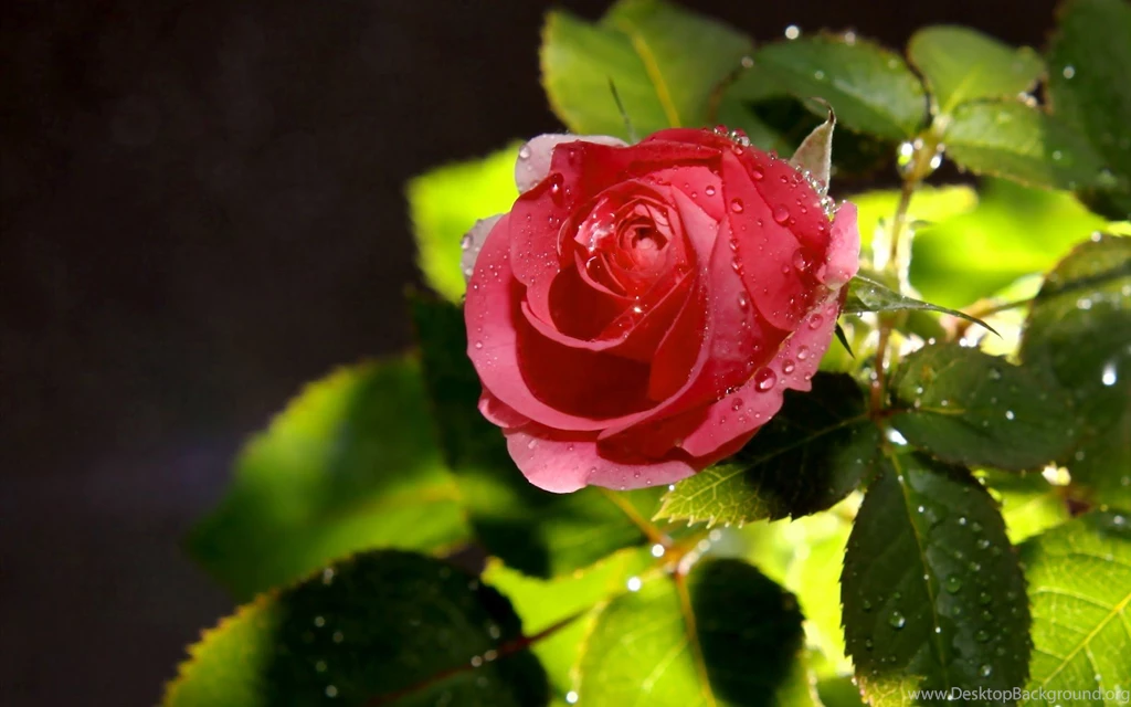 Rose%2BFlower.jpg