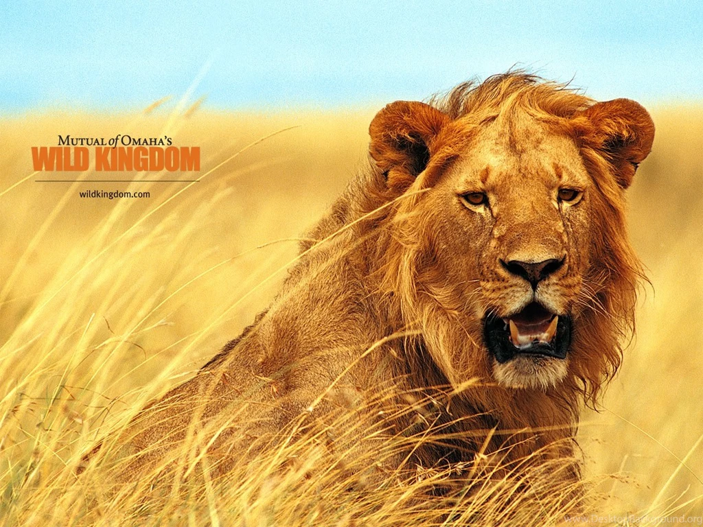 Animal Desktop Wallpapers: Lion Desktop And Wallpapers Gallery