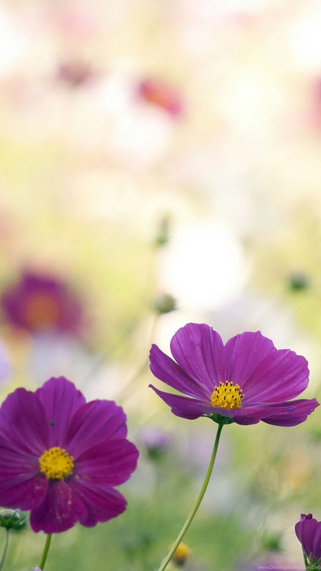 Purple cosmos flowers flower mobile wallpaper 1080x1920 3952 3864723210.jpg