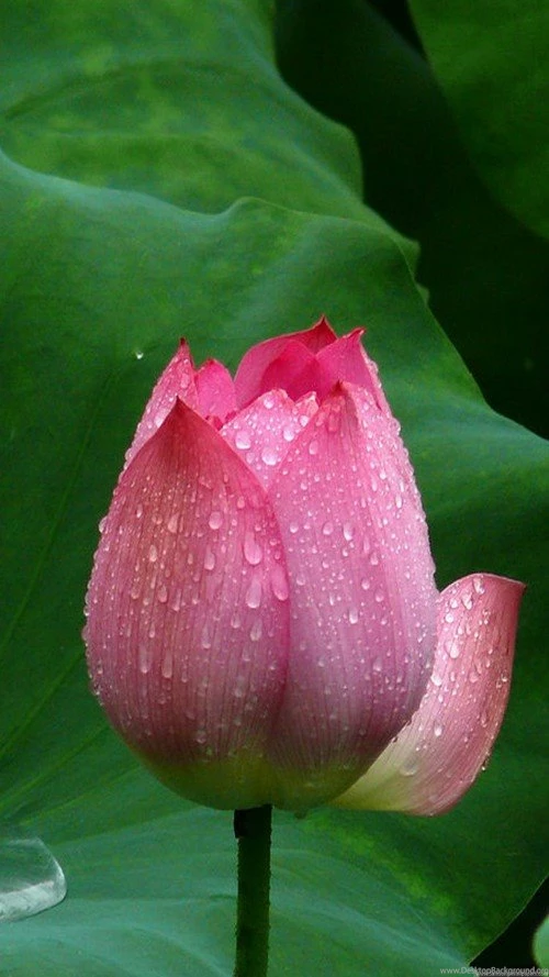 Lotus Flower Wallpapers For Android Mobile With 14402560 For