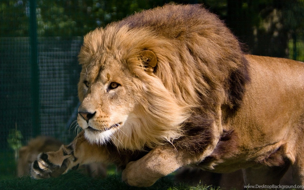 807 Lion HD Wallpapers