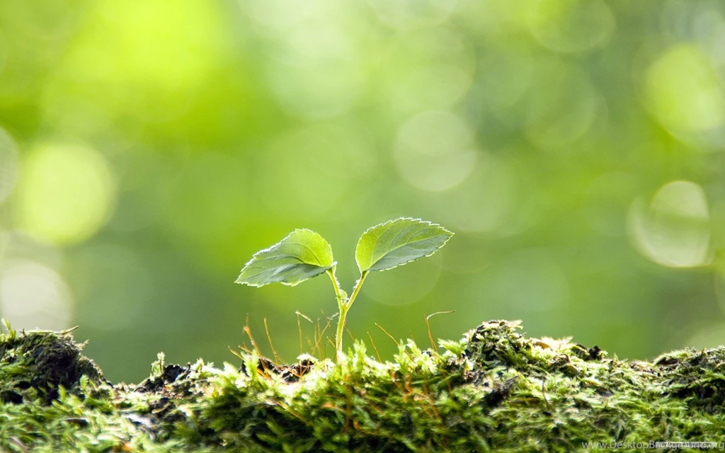 Nature Wallpapers For Windows Desktop