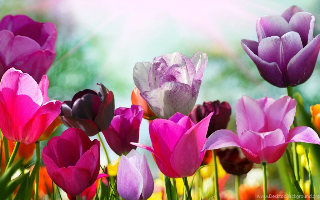 Purple Flowers Images And Wallpapers Download