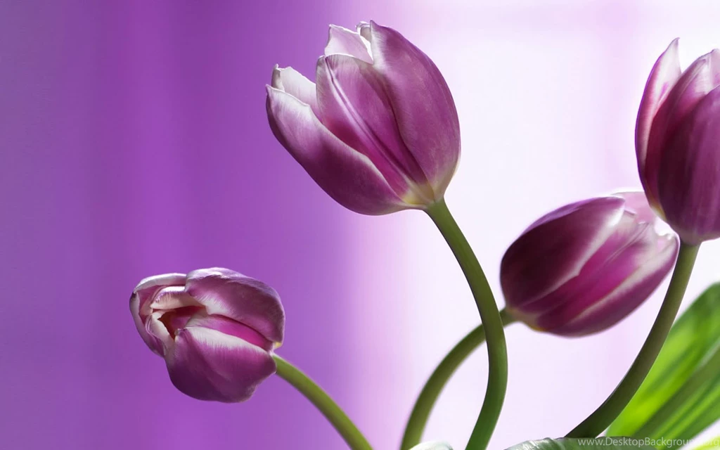 Tulip Hd Wallpapers Page 0