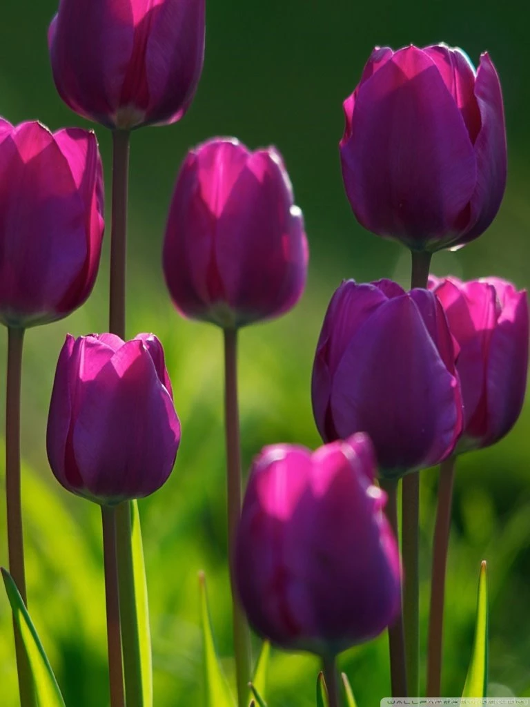 Purple Tulips HD Desktop Wallpapers : High Definition : Fullscreen ...