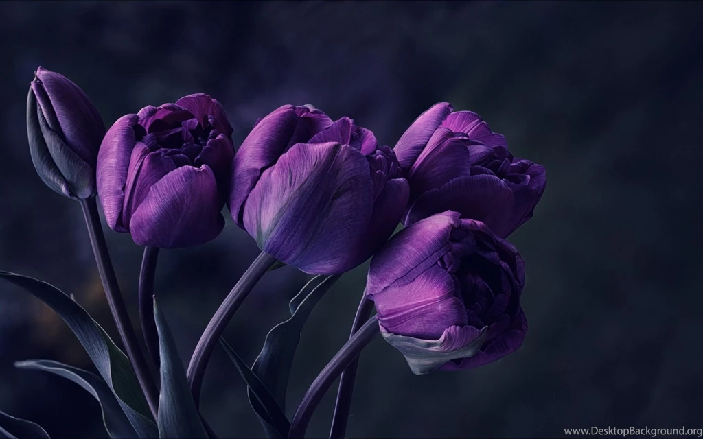 35 Gambar Tulip Flower Wallpaper Hd in Black Background terbaru 2020 35 Gambar Tulip Flower Wallpaper Hd in Black Background terbaru 2020