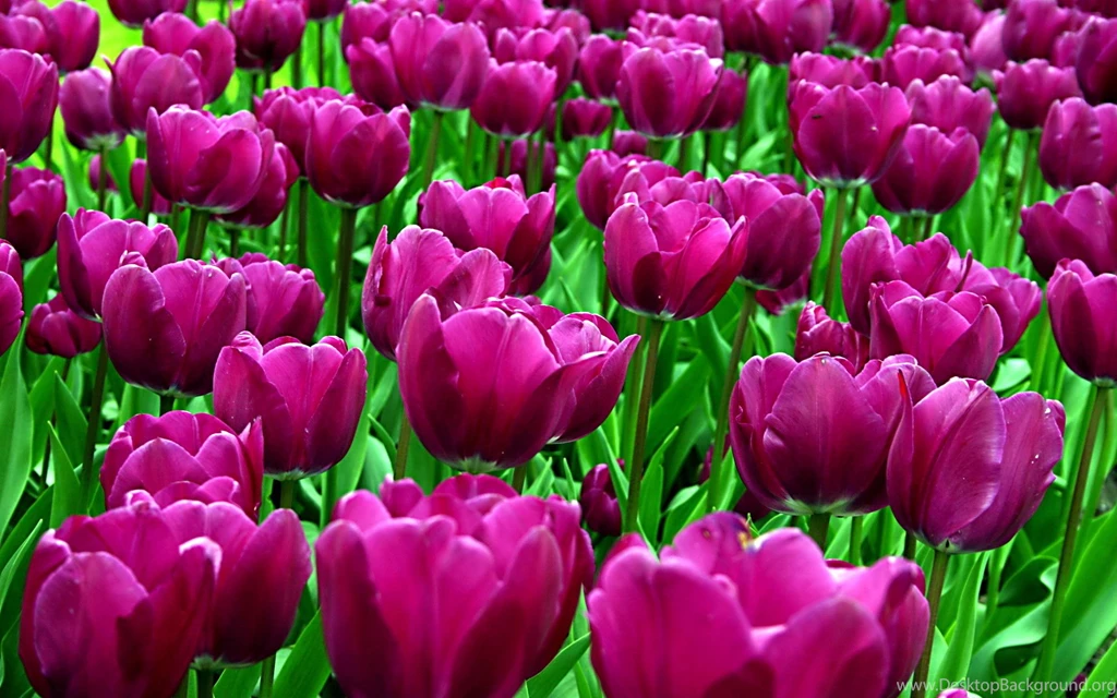 Purple Tulips Desktop Wallpapers