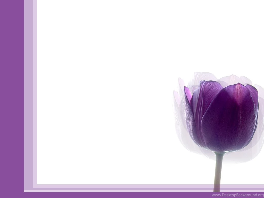 Purple Tulip Simple By Becka72 On DeviantArt