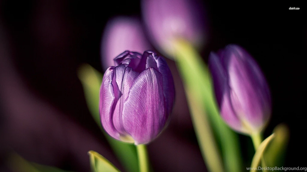 Purple Tulips Wallpapers Flower Wallpapers
