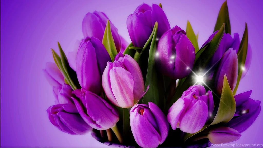 Pink Tulip Field 1080 HD Wallpapers