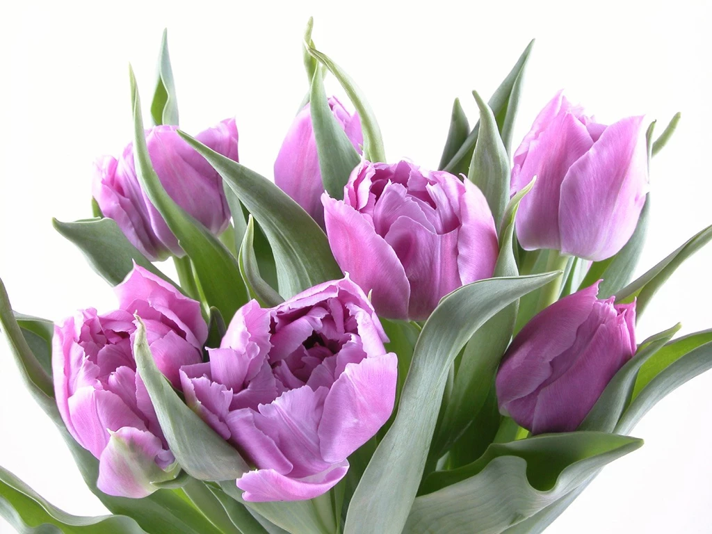 Purple Tulips 30910 Tulip Flowers