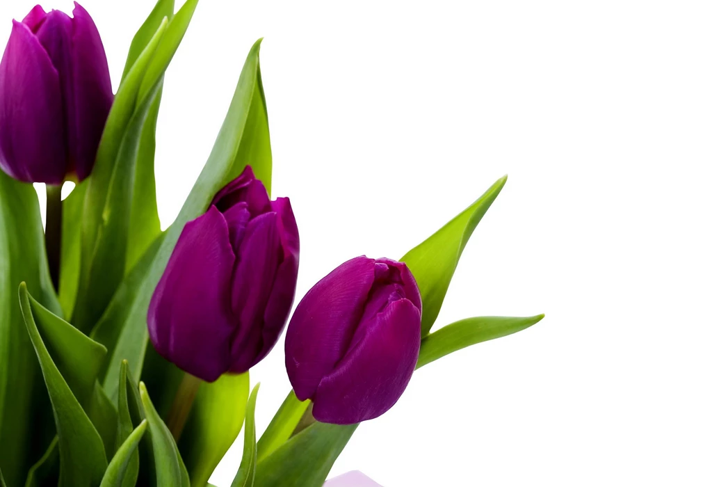 Wallpapers Tulips Flowers Image