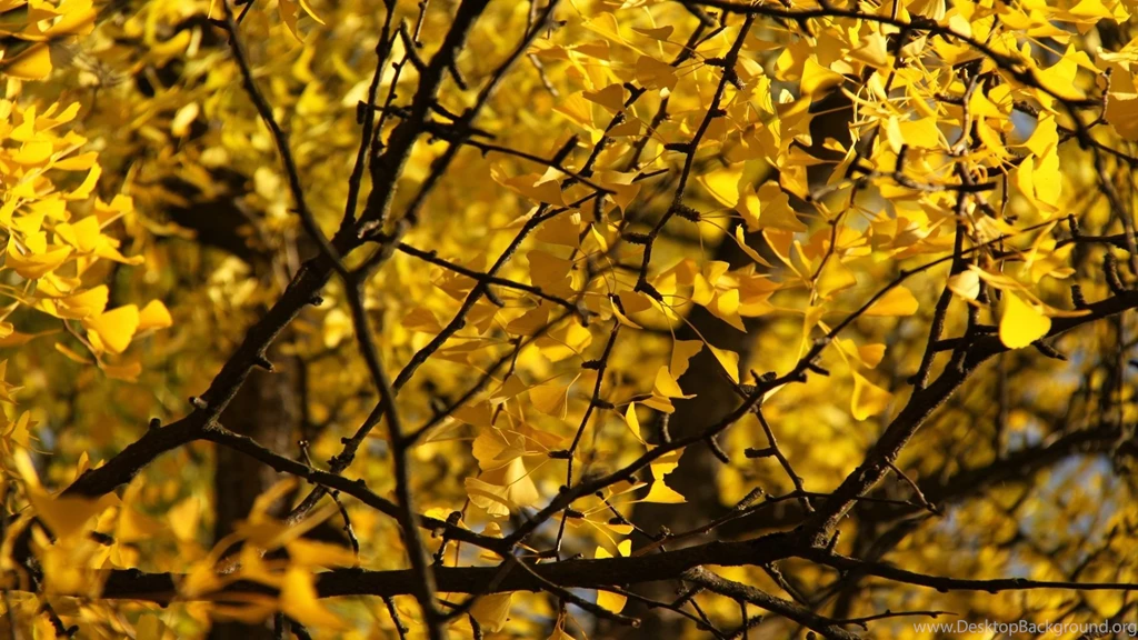Ginkgo Biloba Tree Wallpapers