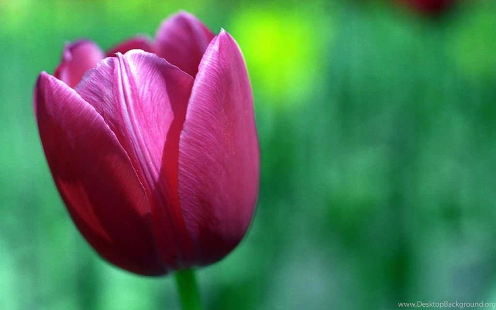 1680x1050 Purple Tulip Desktop PC And Mac Wallpapers