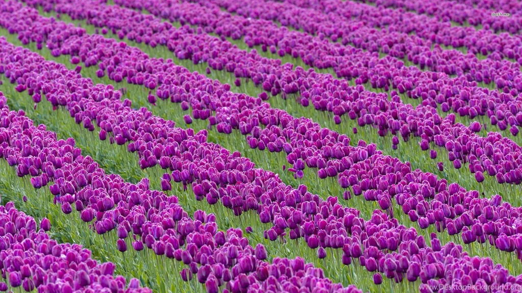 Purple Tulip Field Wallpapers Flower Wallpapers