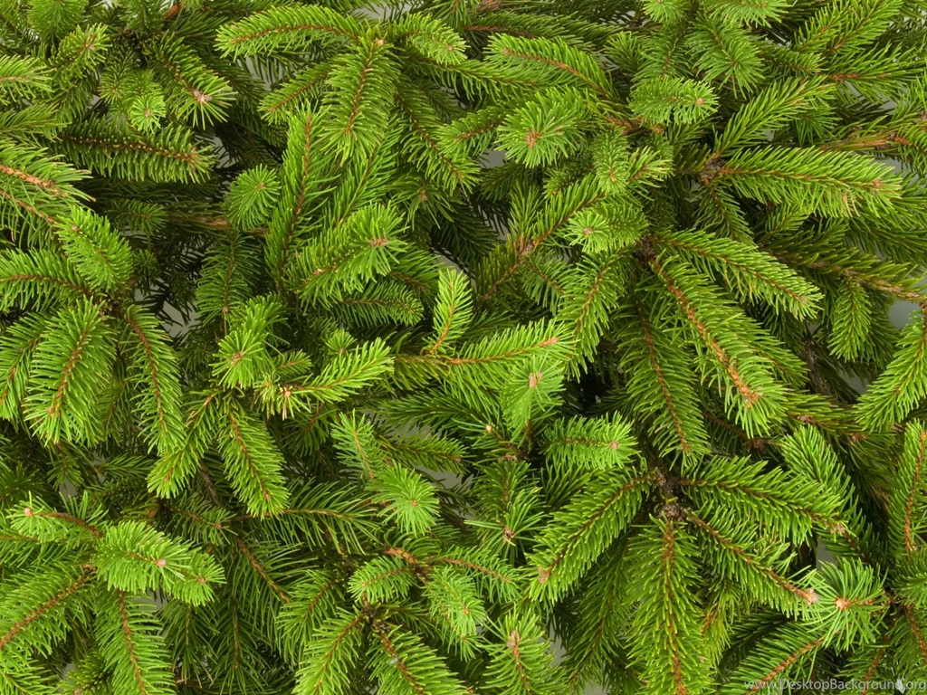 14 Amazing Photos Of Pine Trees