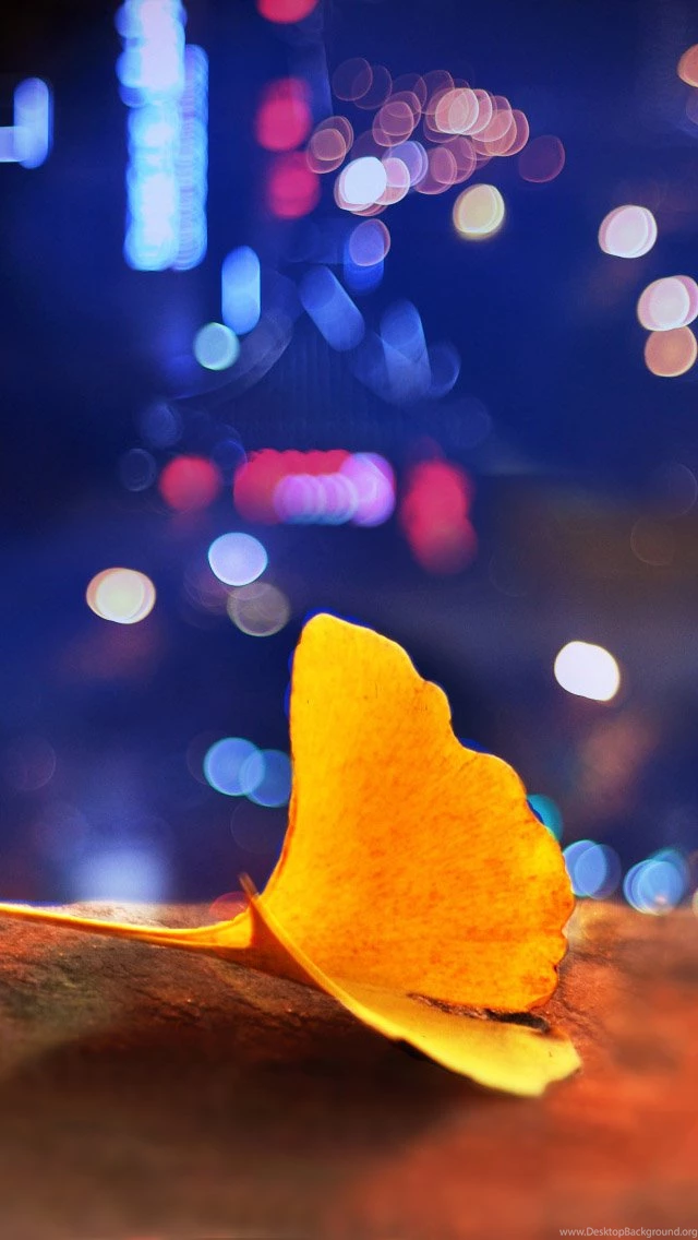 Ginkgo Biloba Under The Lights iPhone 5s Wallpapers Download ...