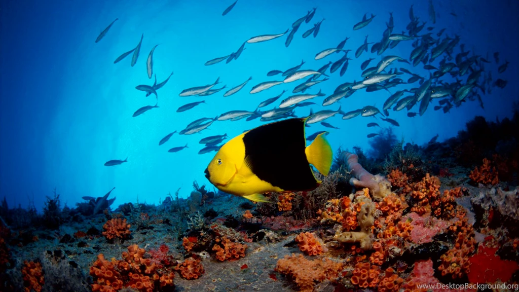 Hd Widescreen   All Wallpapers New