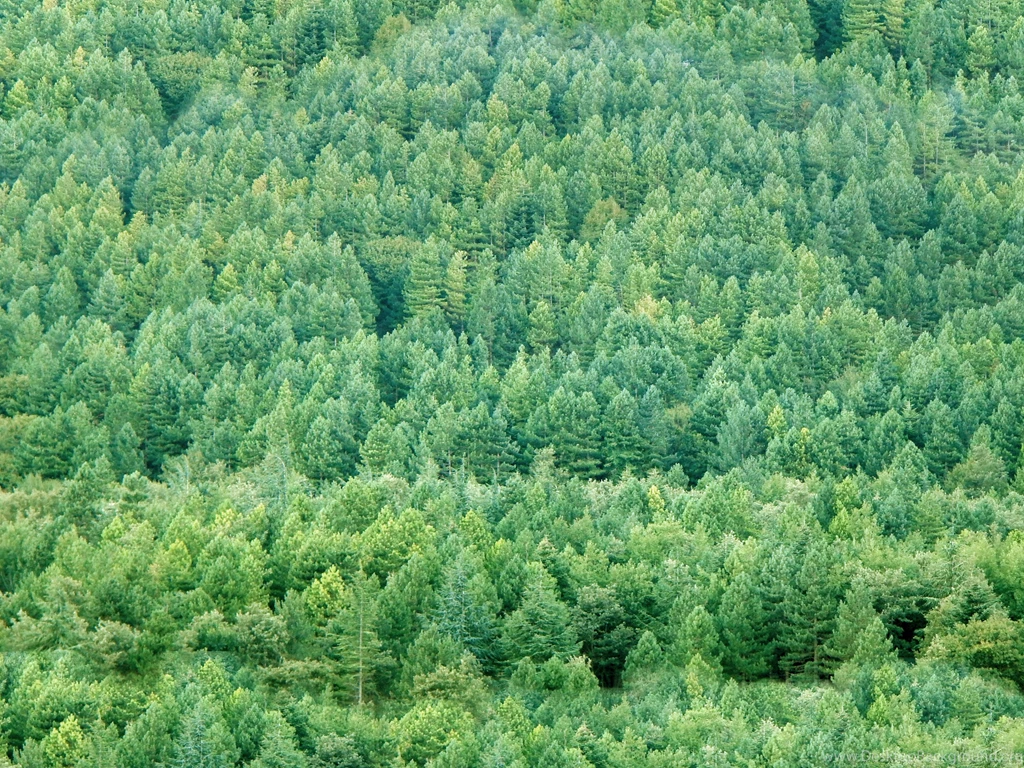 Free Texture Vegetation LuGher Texture Library