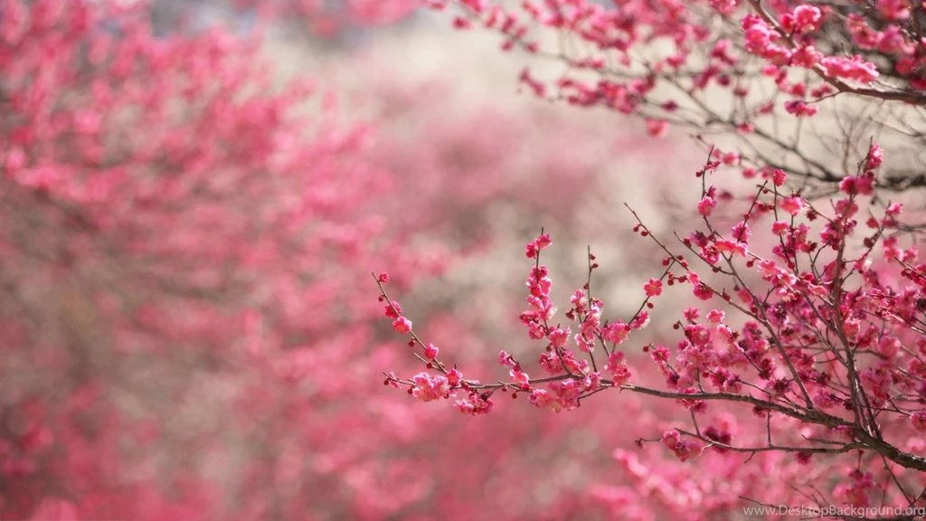 Spring Blossoms Hd Wallpapers