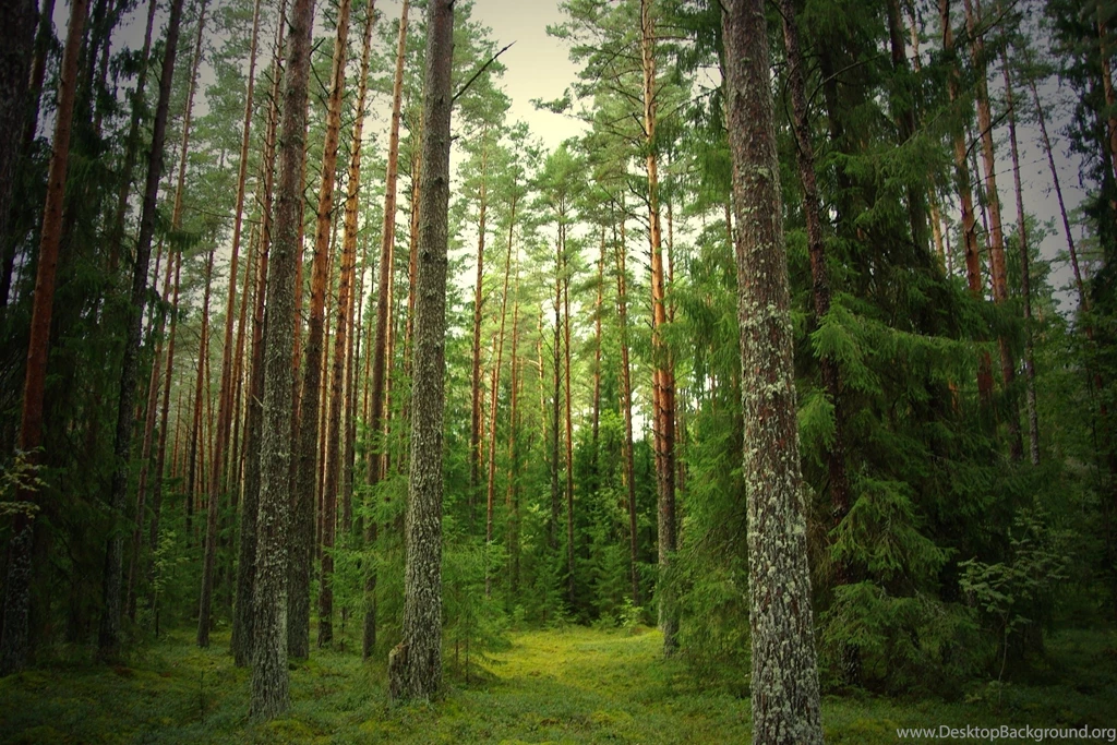 Pine Forest HD Wallpapers Bing Images