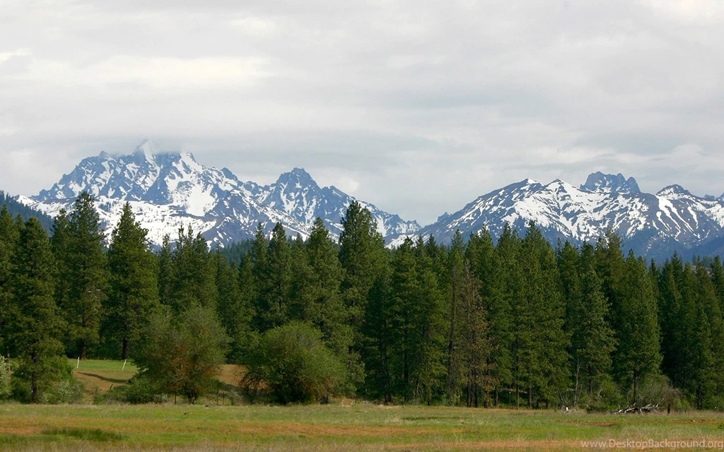 14 Amazing Photos Of Pine Trees