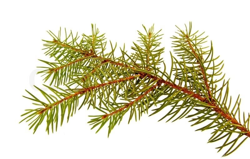 Pine tree Isolated On White Backgrounds Stock Photo
