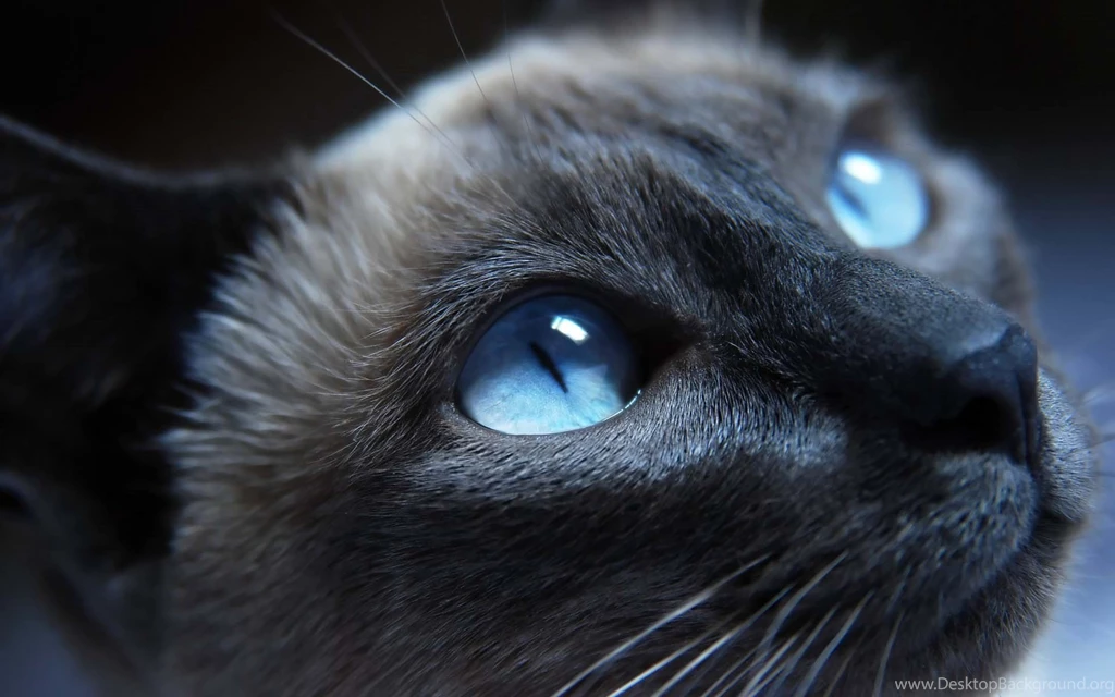 Warrior Cats Wallpapers In HD For Desktop Desktop Background