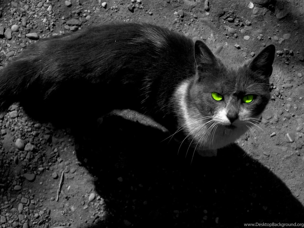 Dramatic Cat   Warrior Cats Forever Wallpapers (30405946)   Fanpop