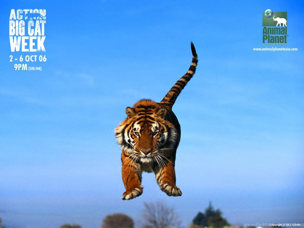 Wallpaper/Animal Wapskin.hexat.com