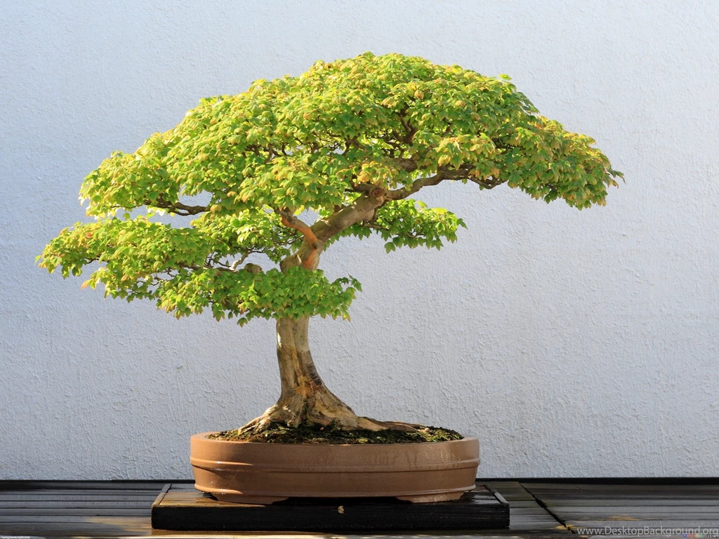 Bonsai_Wallpapers_trident_maple_bonsai .jpg