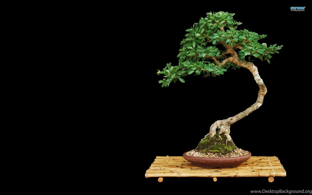 Bonsai Wallpapers   Photography Wallpapers