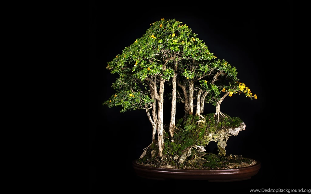 Tree Bonsai Tree Black Leaves D Wallpapers