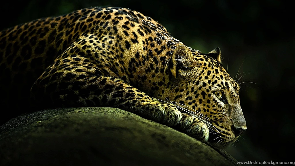 Mac Leopard Hd 1080 HD Wallpapers