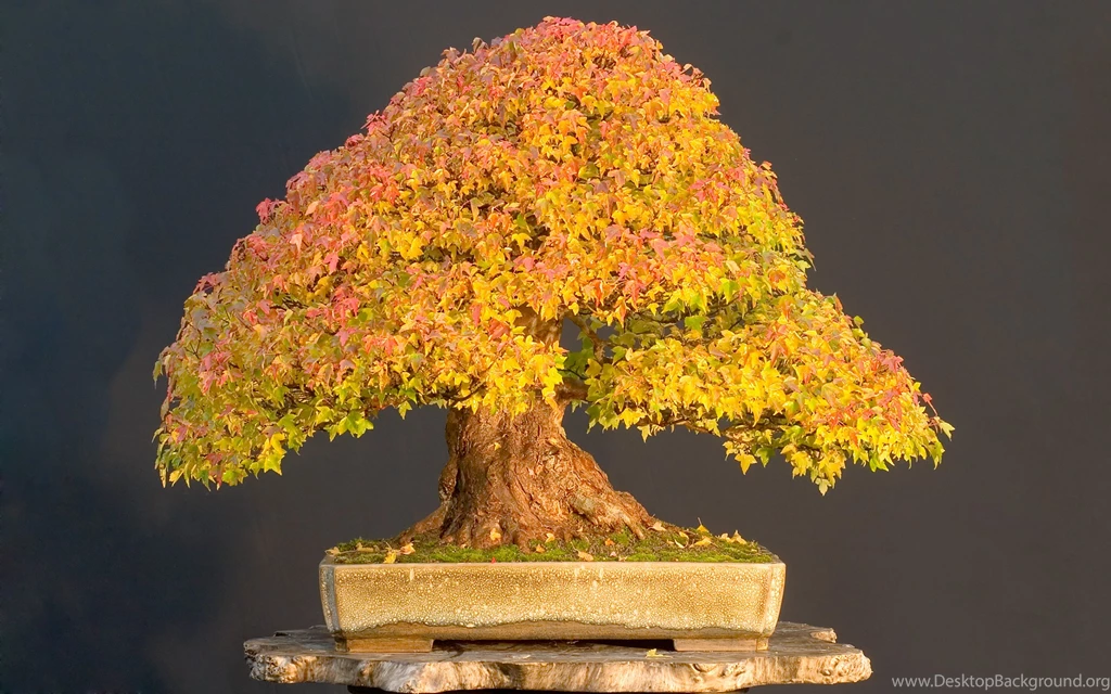 Bonsai Wallpapers