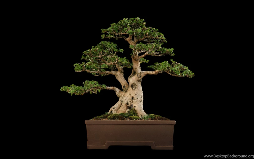 Tree Bonsai Tree Black F Wallpapers