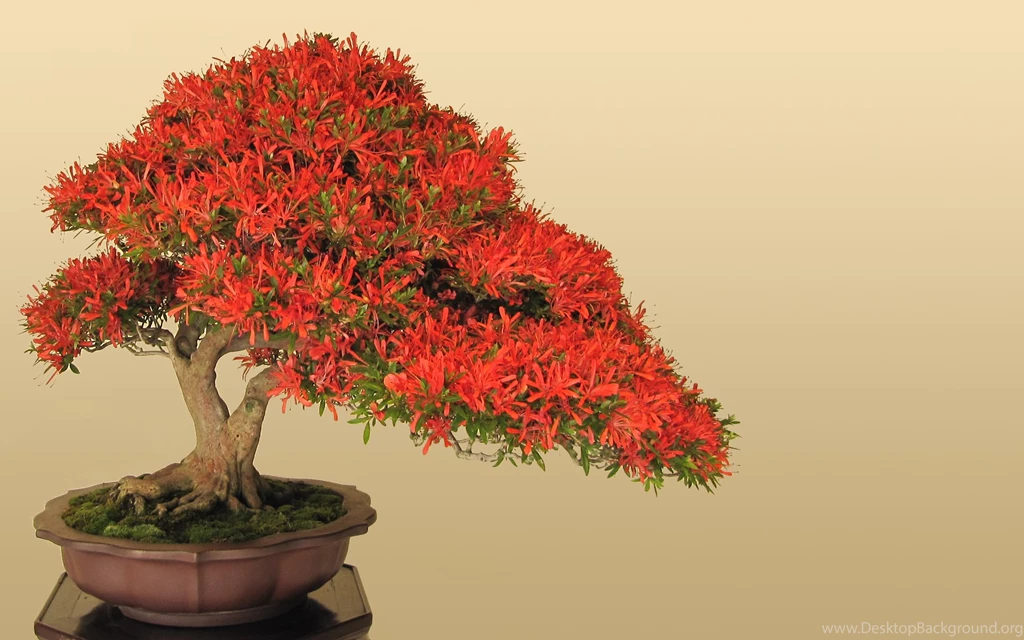 Japan Bonsai Wallpapers