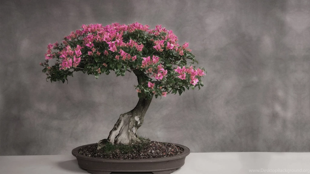 Bonsai Wallpapers 02 – HD Wallpaper, Wallpapers Pics The Best ...