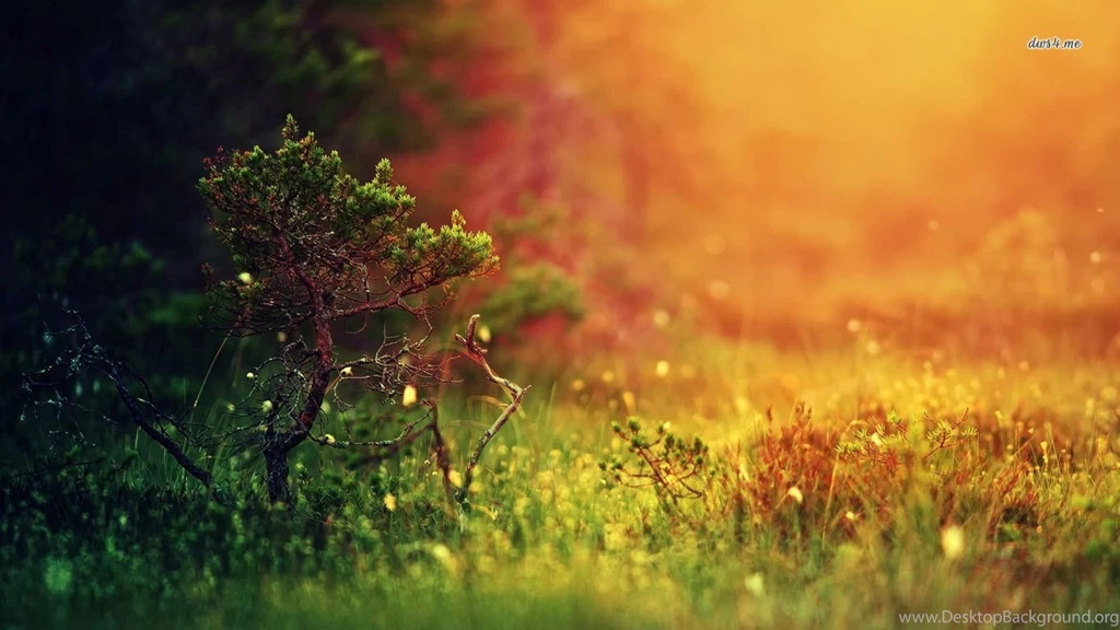 Bonsai Wallpapers   Photography Wallpapers