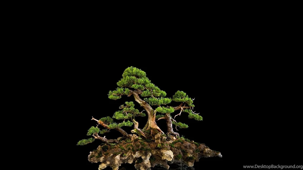 Full HD 1080p Bonsai Wallpapers HD, Desktop Backgrounds 1920x1080